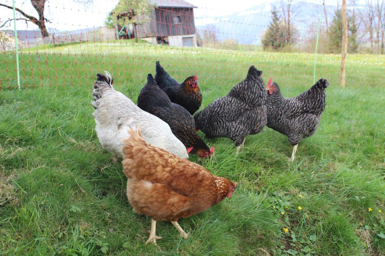 Bauernhof Hammerer Egg Zewnętrze zdjęcie